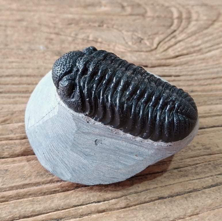 Phacops trilobite fossil