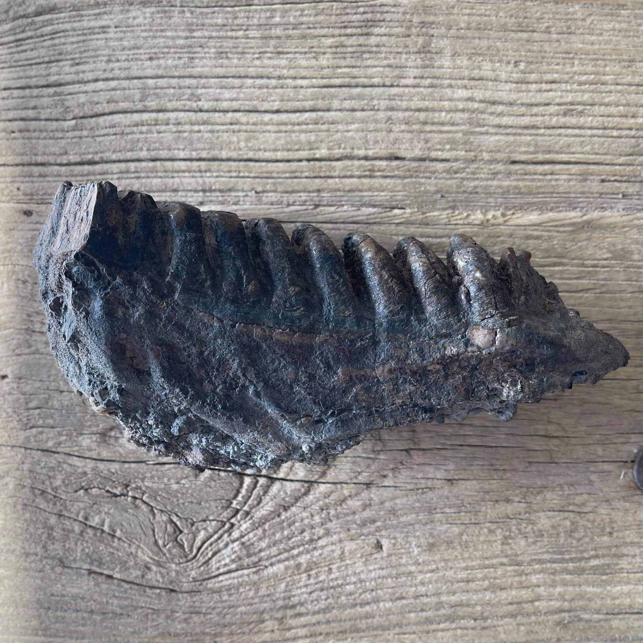 Stegodon tooth fossil
