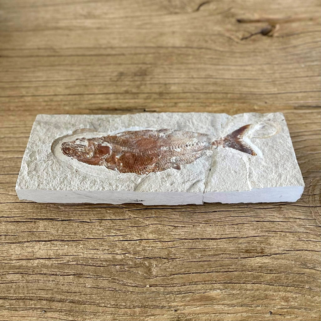 Scombroclupea fossil