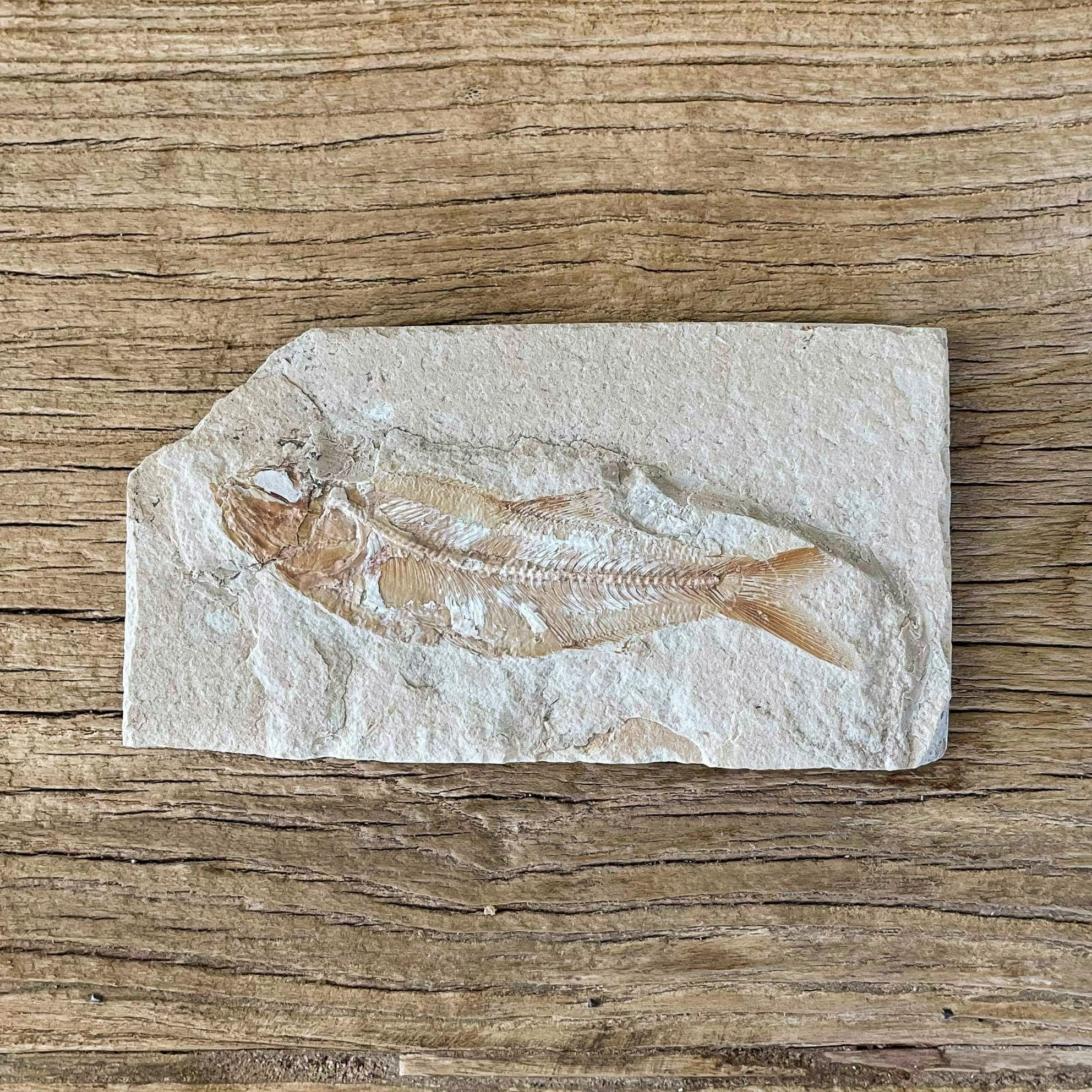 Sedenhorstia dayi fossil