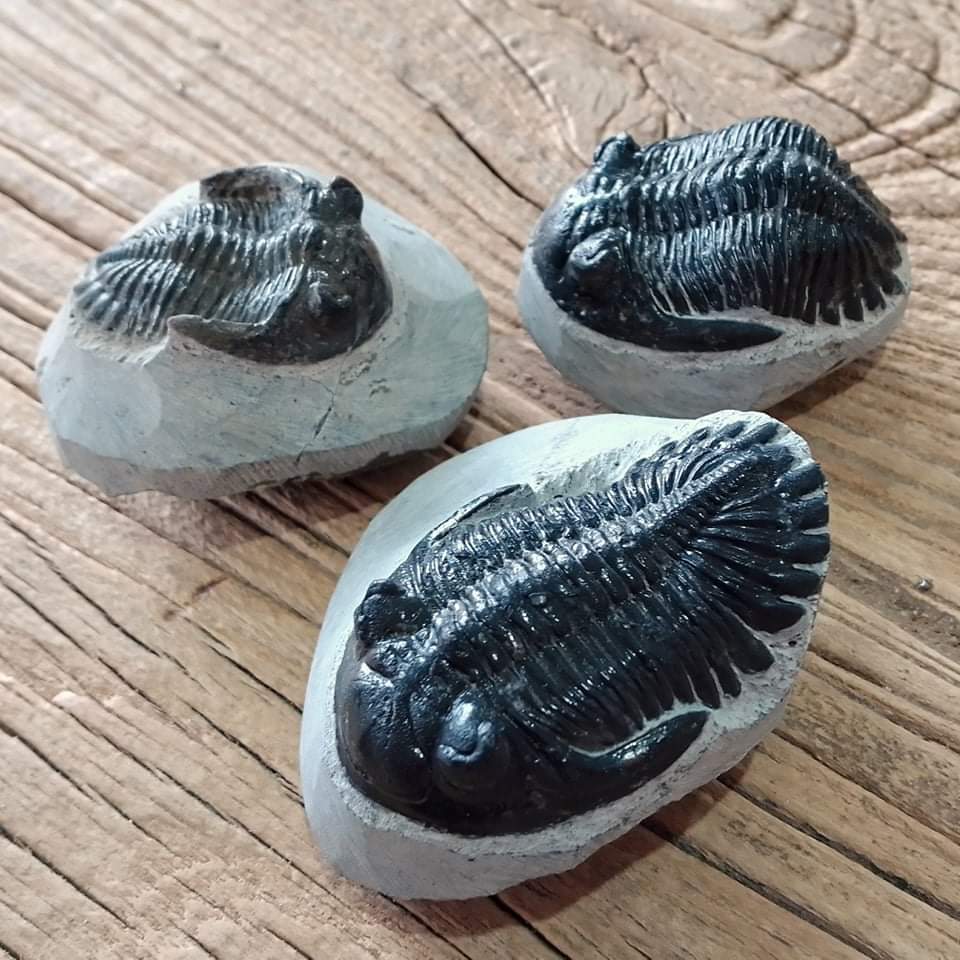 Hollardops Trilobite fossil