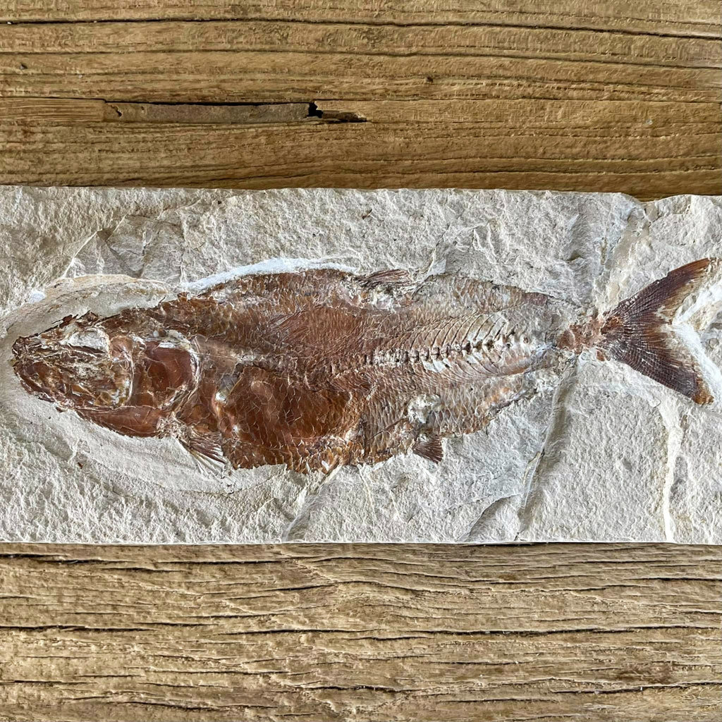 Scombroclupea fossil