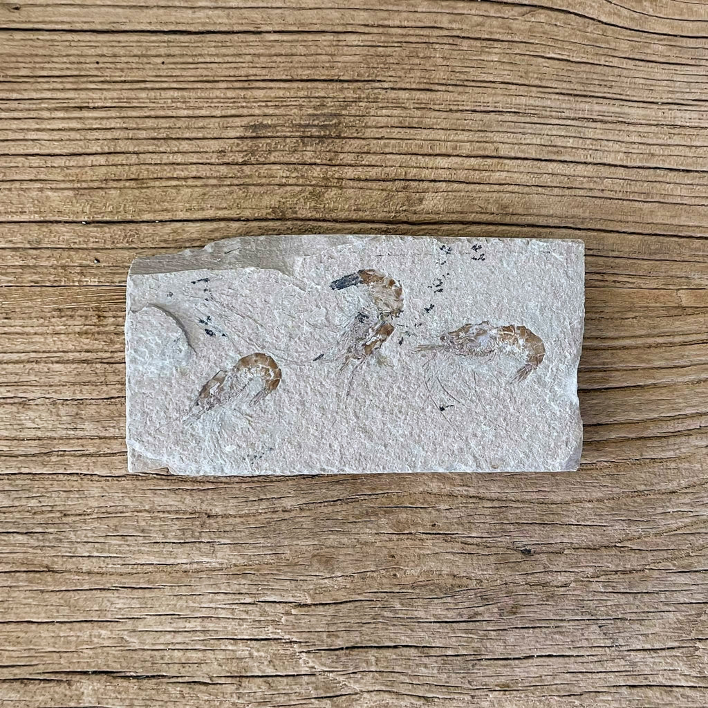 Shrimp group fossil