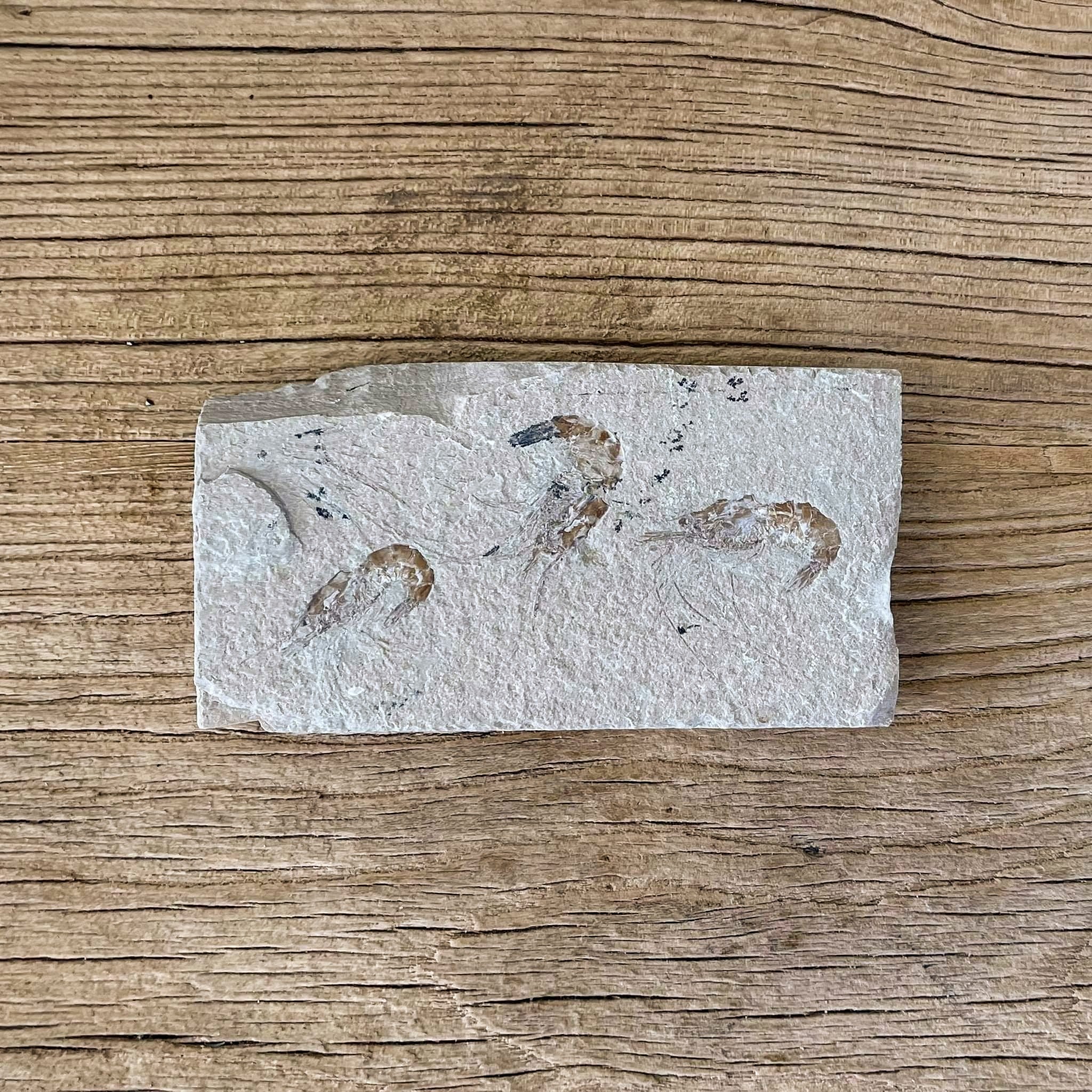 Shrimp group fossil