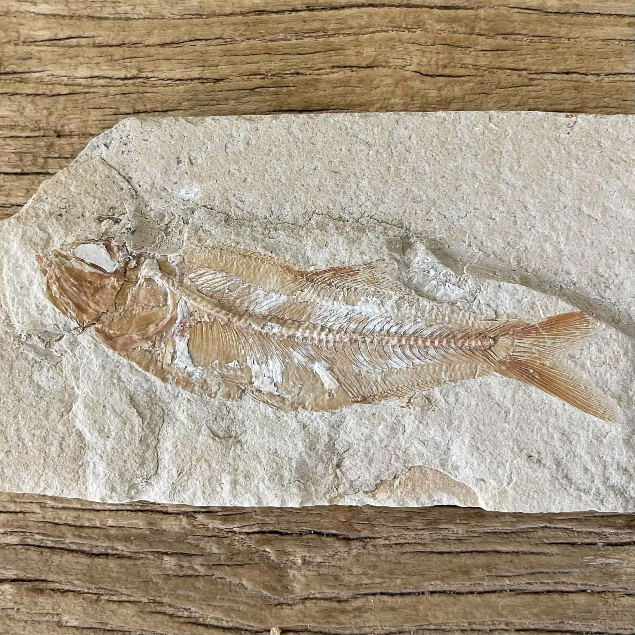 Sedenhorstia dayi fossil