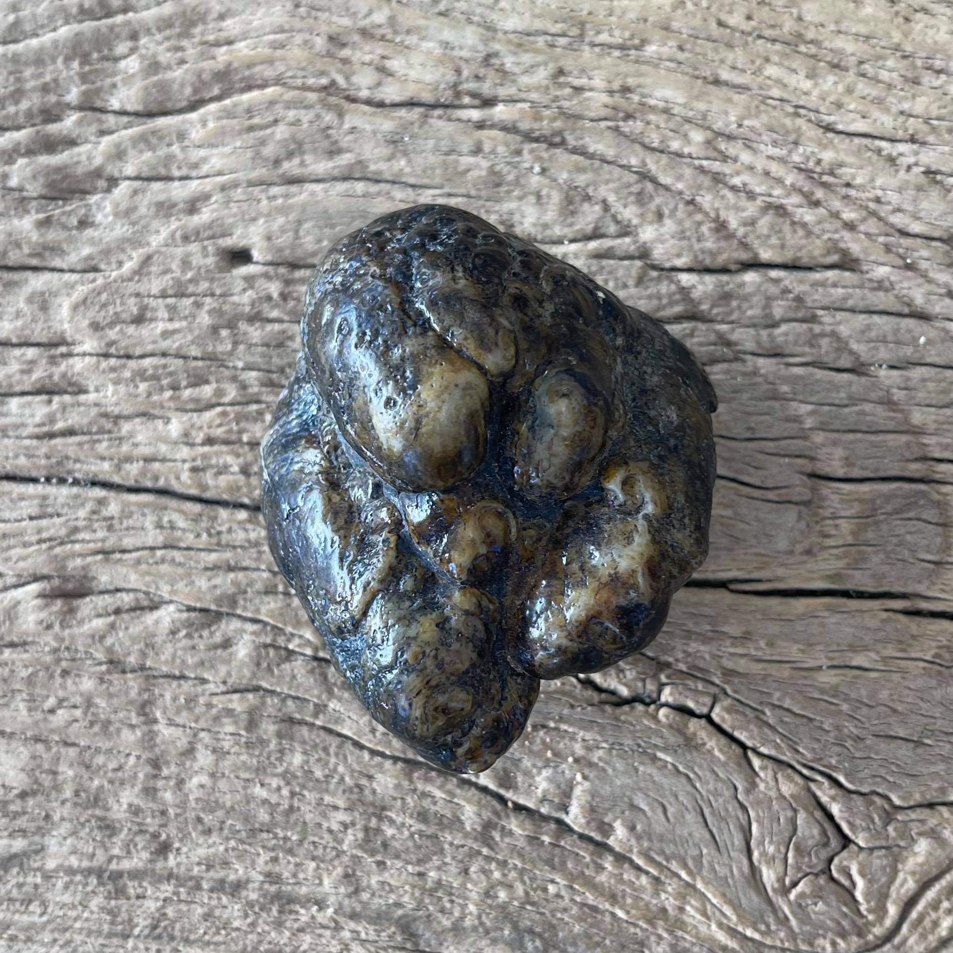 Stegodon tooth fossil