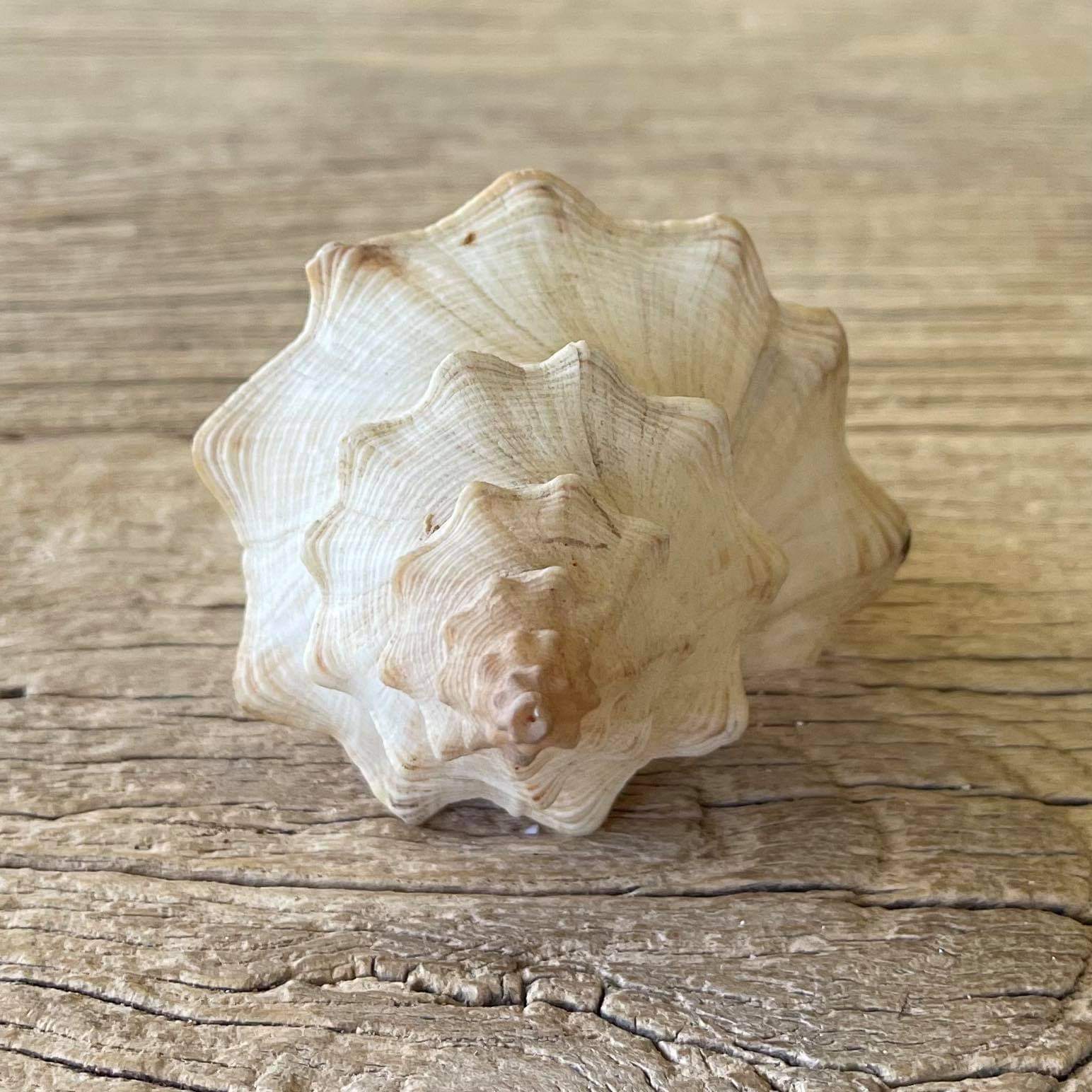 Penion cuvierianus shell