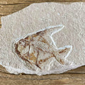 Aipichthys fossil