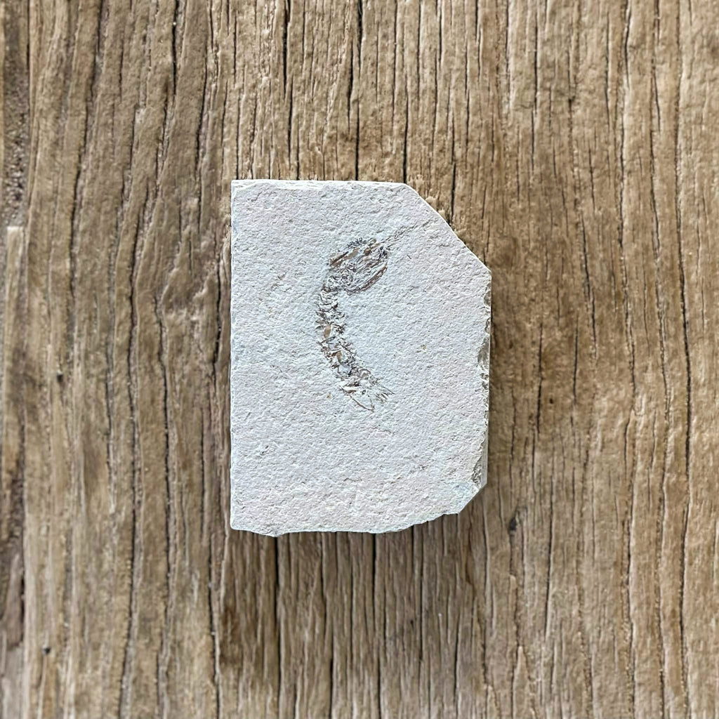 Pseudosculda laevis mantis shrimp fossil