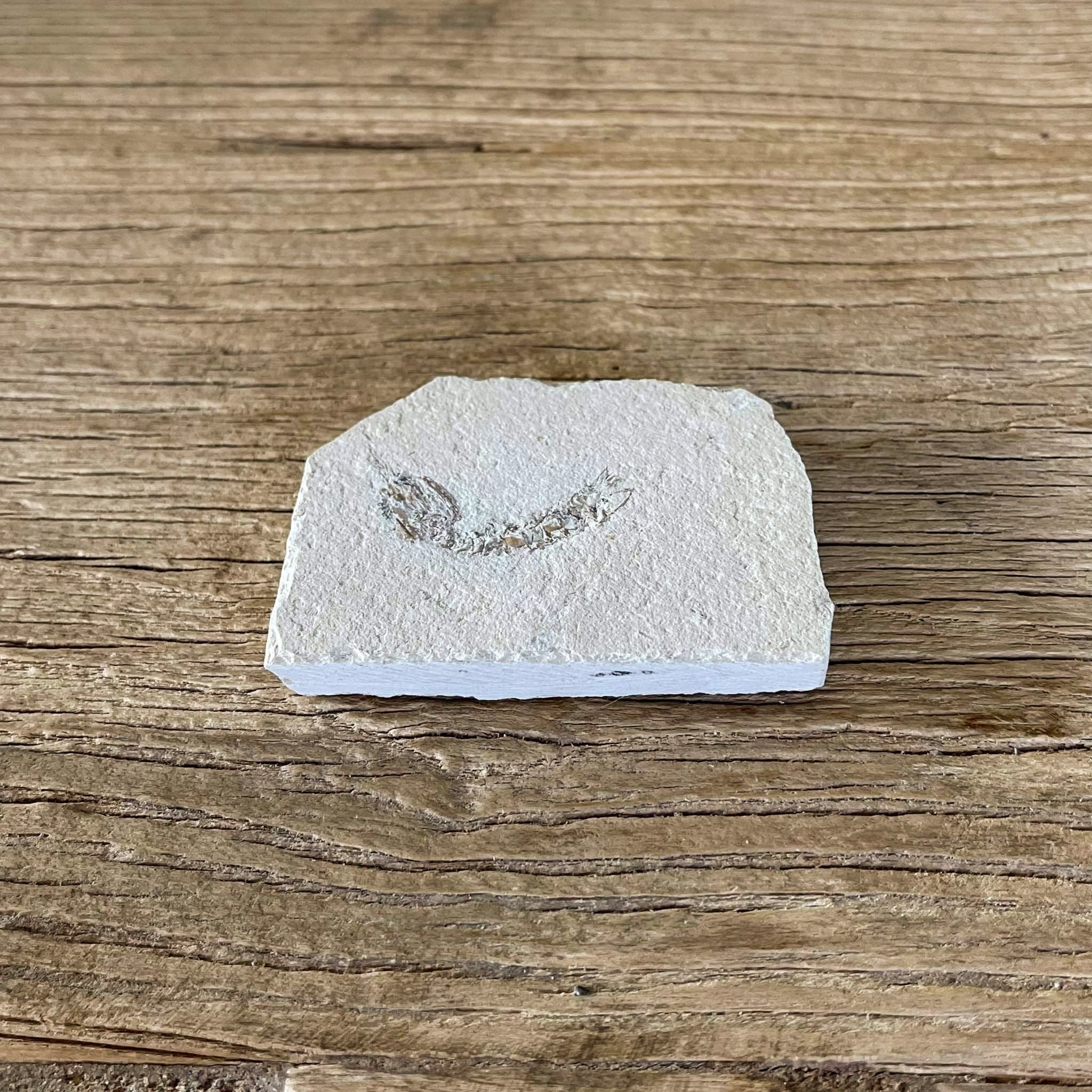 Pseudosculda laevis mantis shrimp fossil