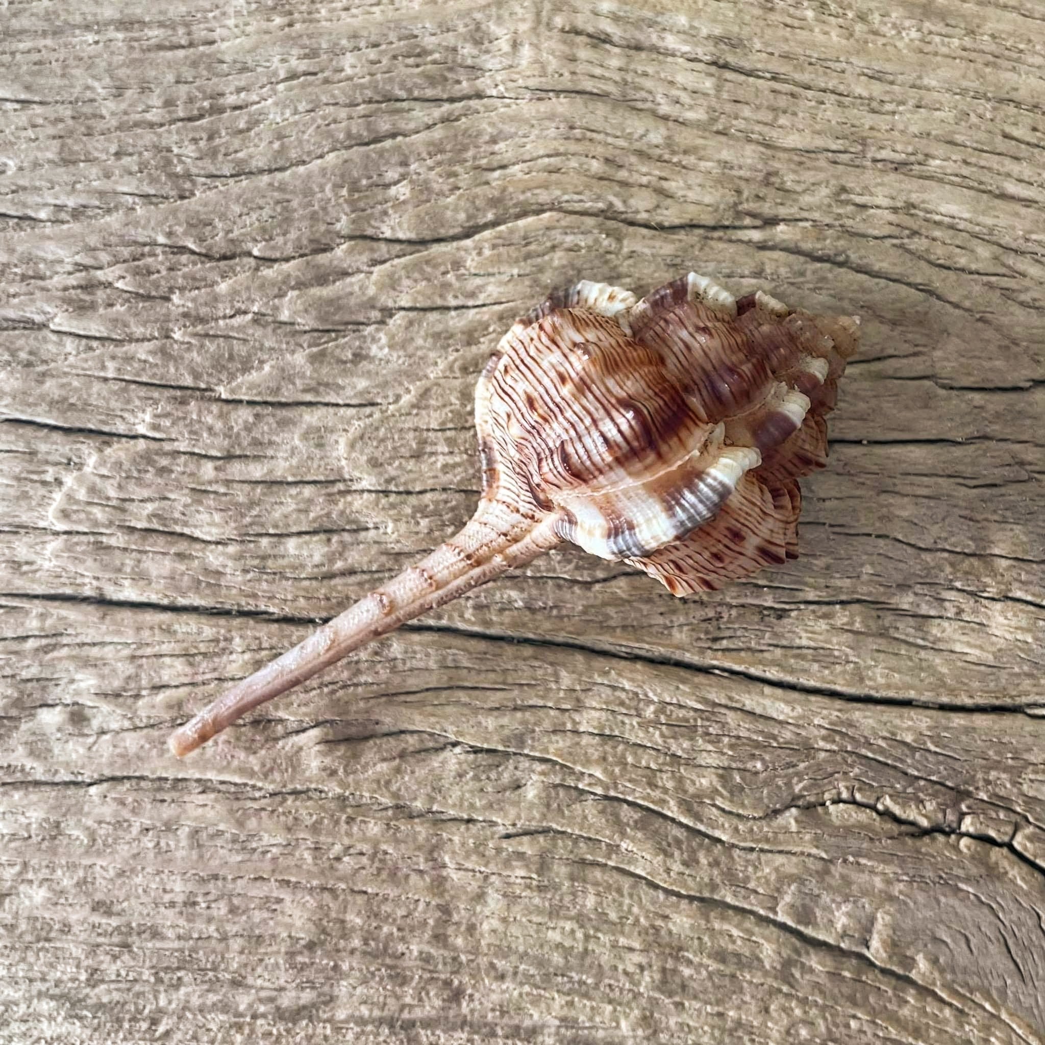 Murex haustellum shell