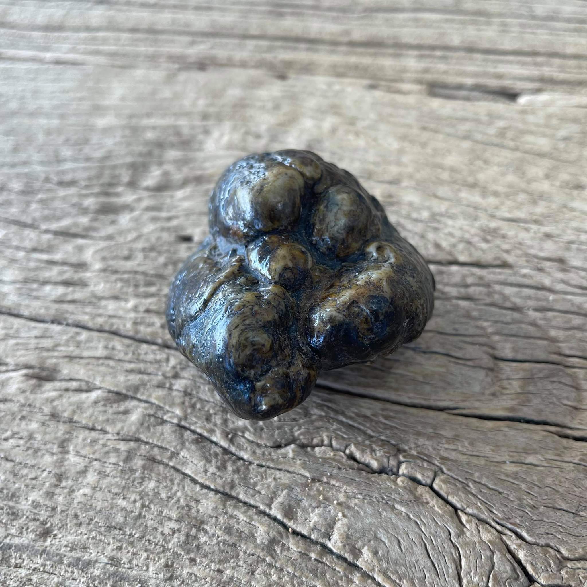 Stegodon tooth fossil