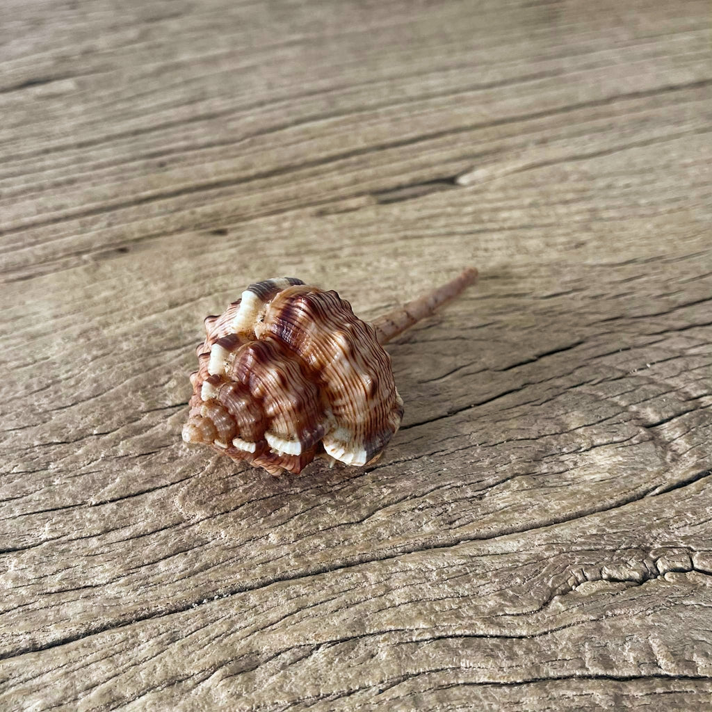 Murex haustellum shell