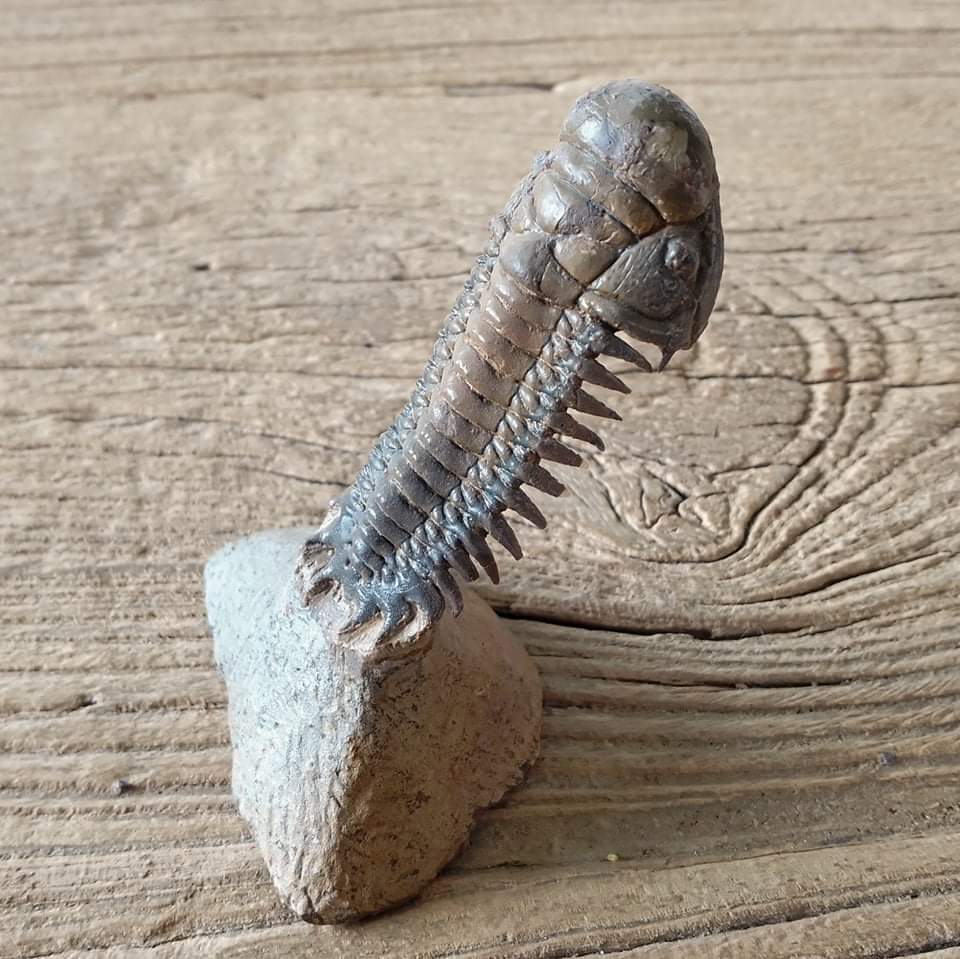 Crotalocephalus trilobite fossil
