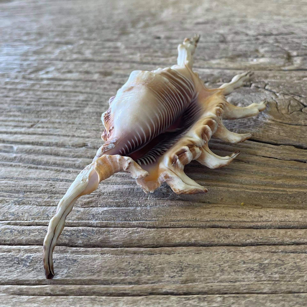 Scorpion spider shell