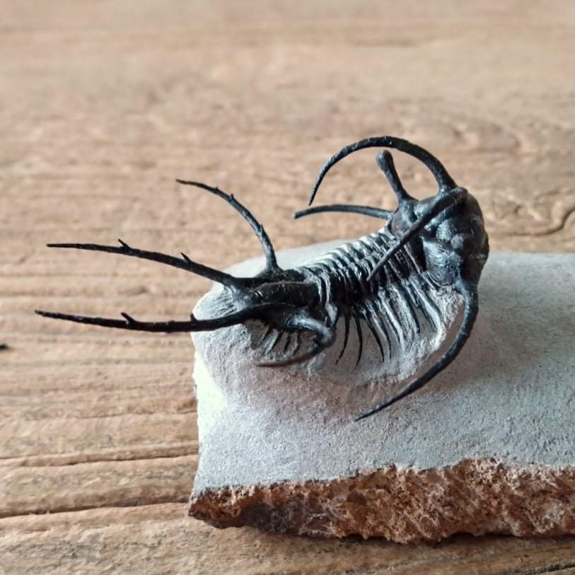 Ceratarges trilobite fossil