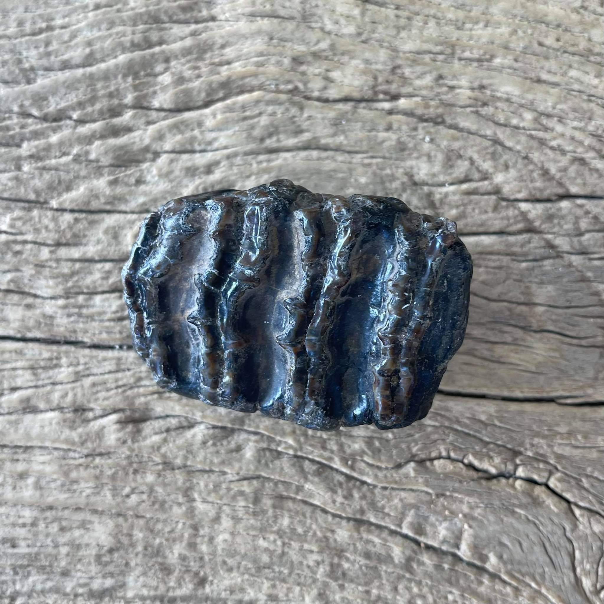 Stegodon tooth fossil