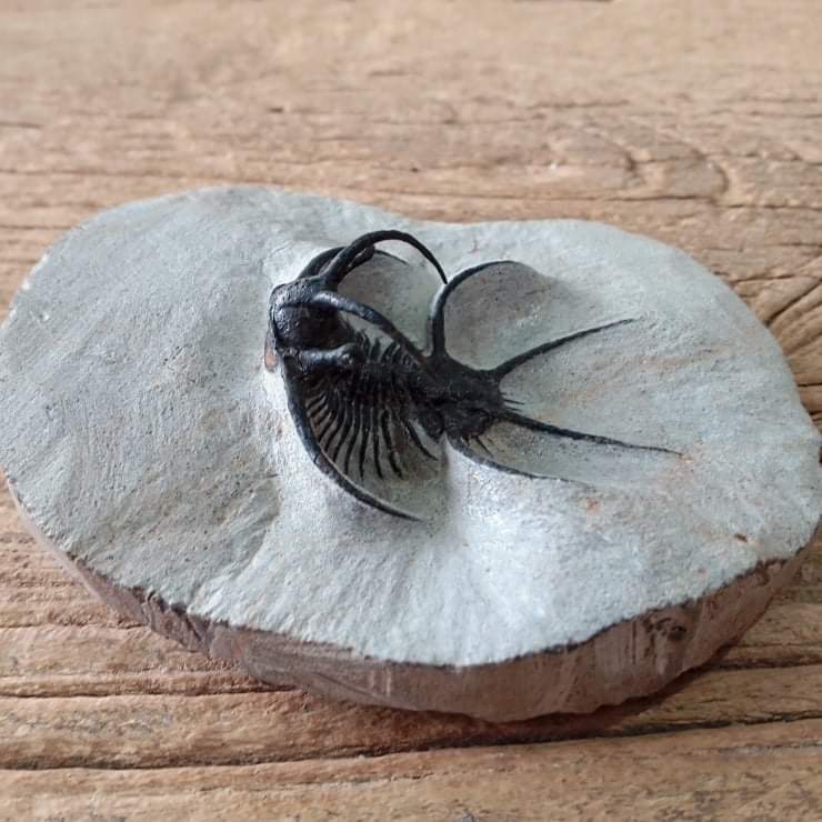 Ceratarges trilobite fossil