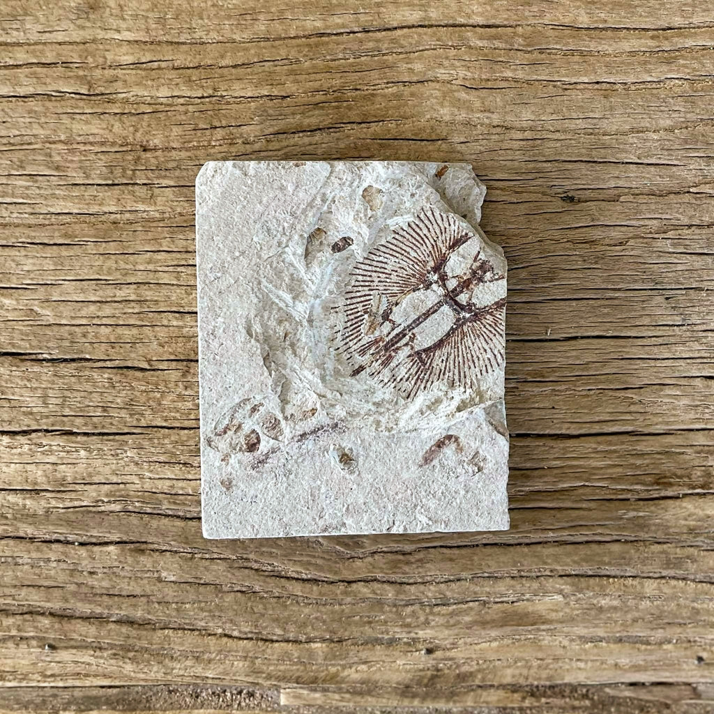 Cyclobatis fossil
