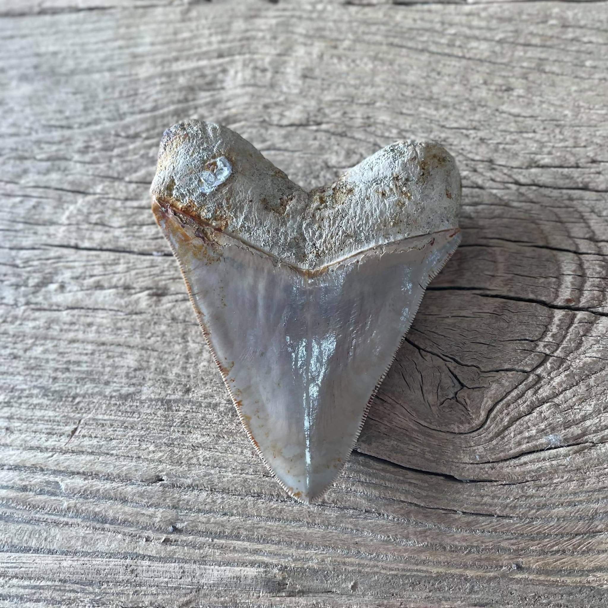 Megalodon tooth fossil