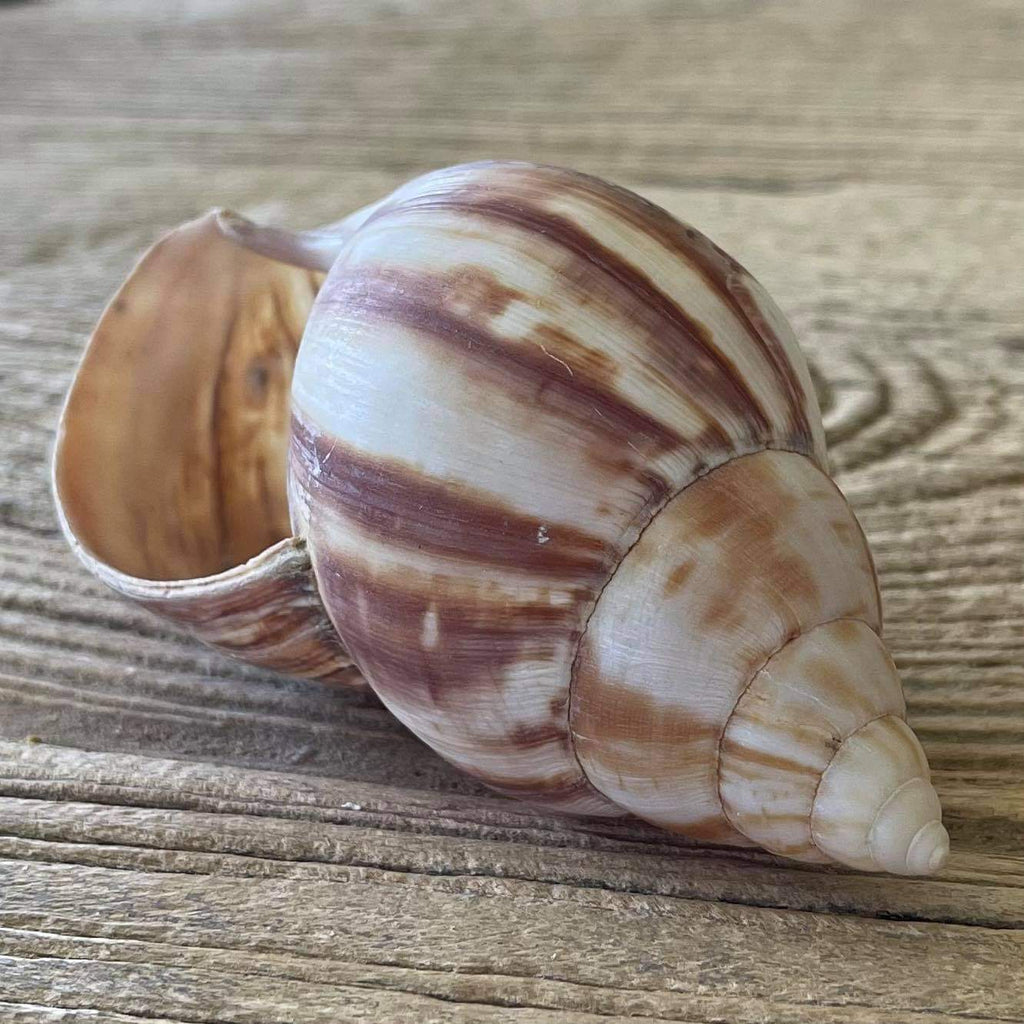 Achatina fulica shell