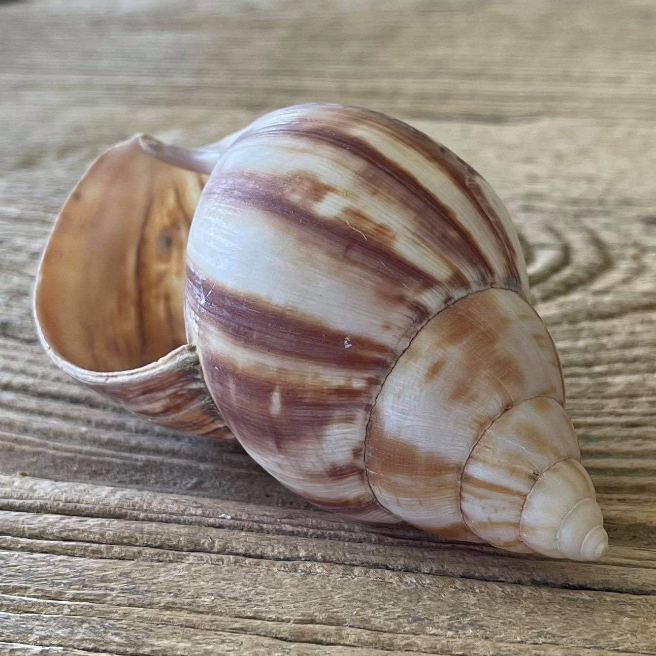 Achatina fulica shell