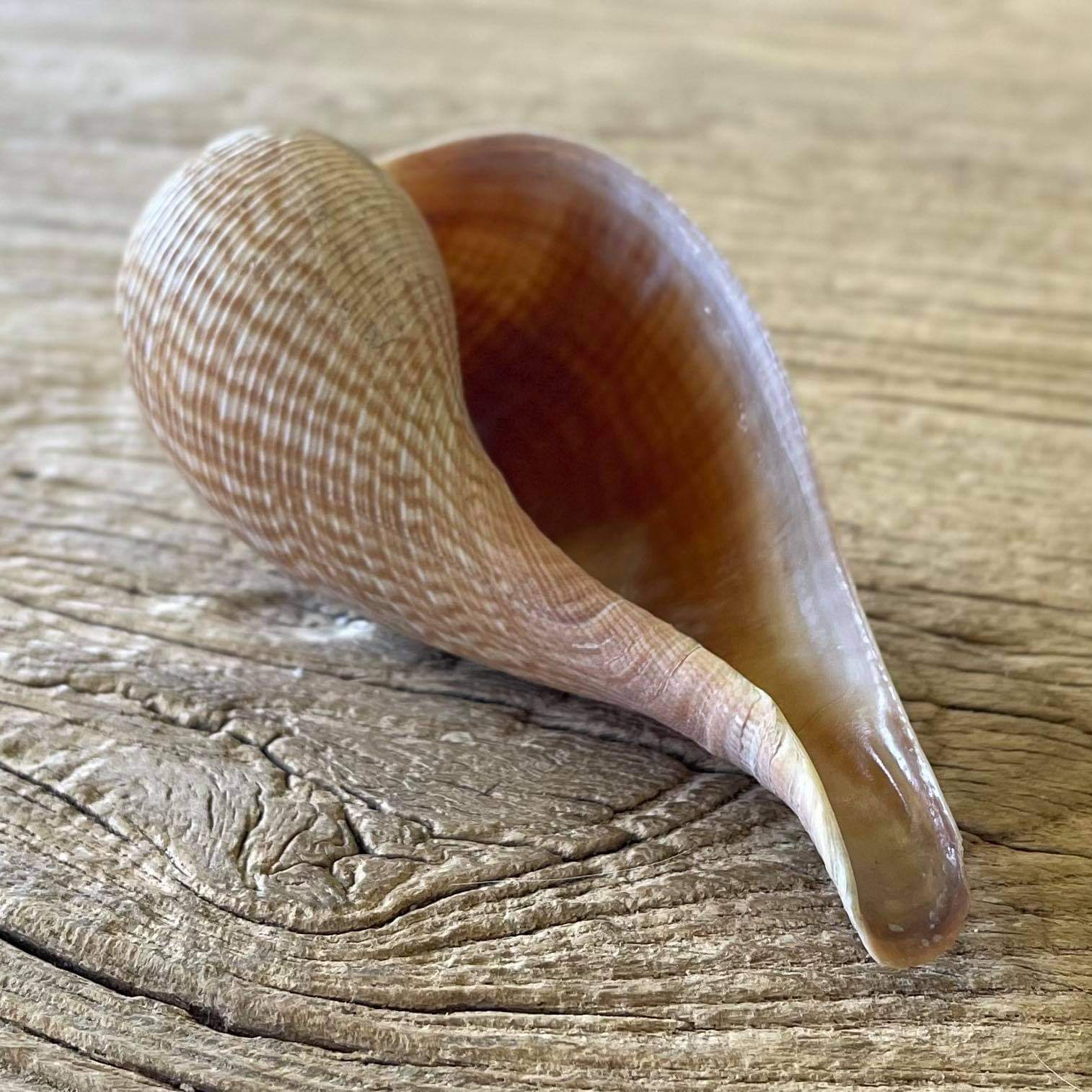 Ficus gracilis shell