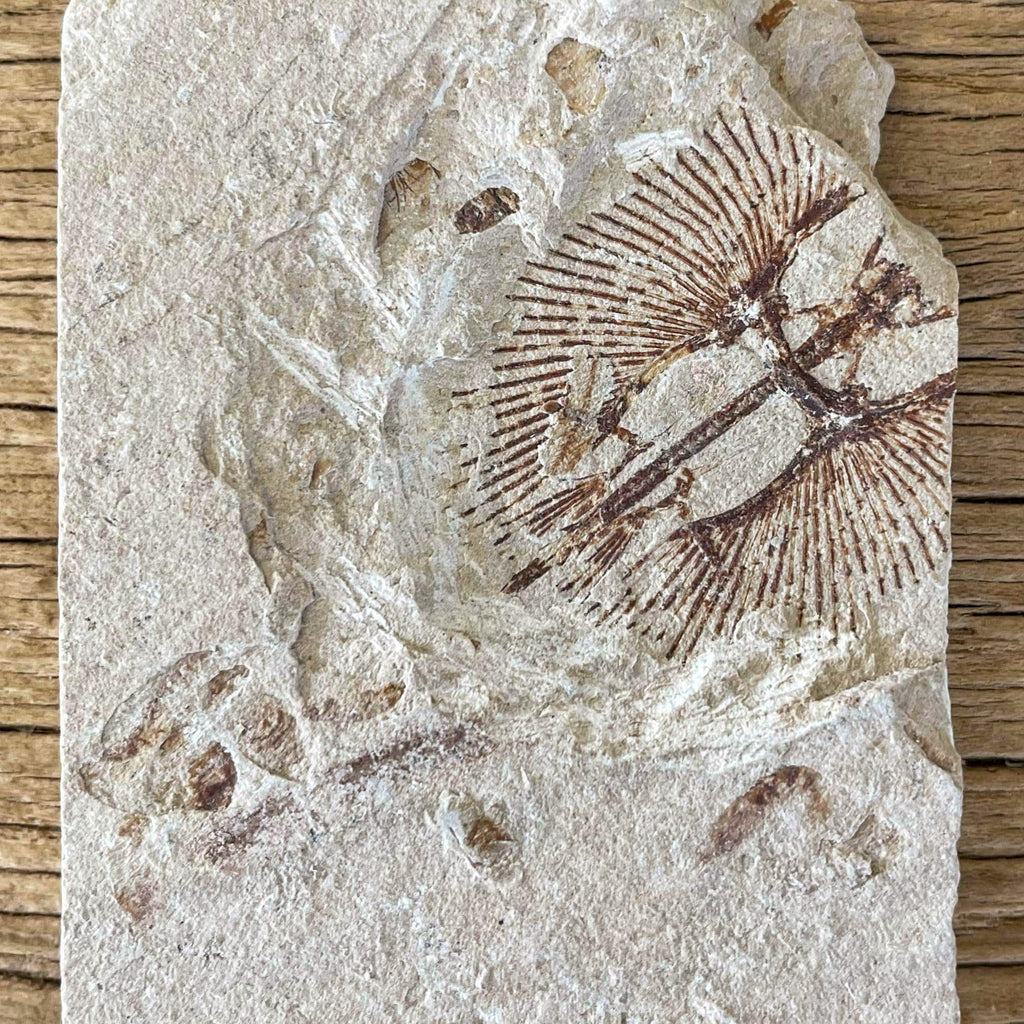 Cyclobatis fossil