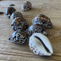 Tiger cowrie shell