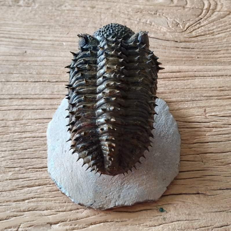 Drotops armatus trilobite fossil