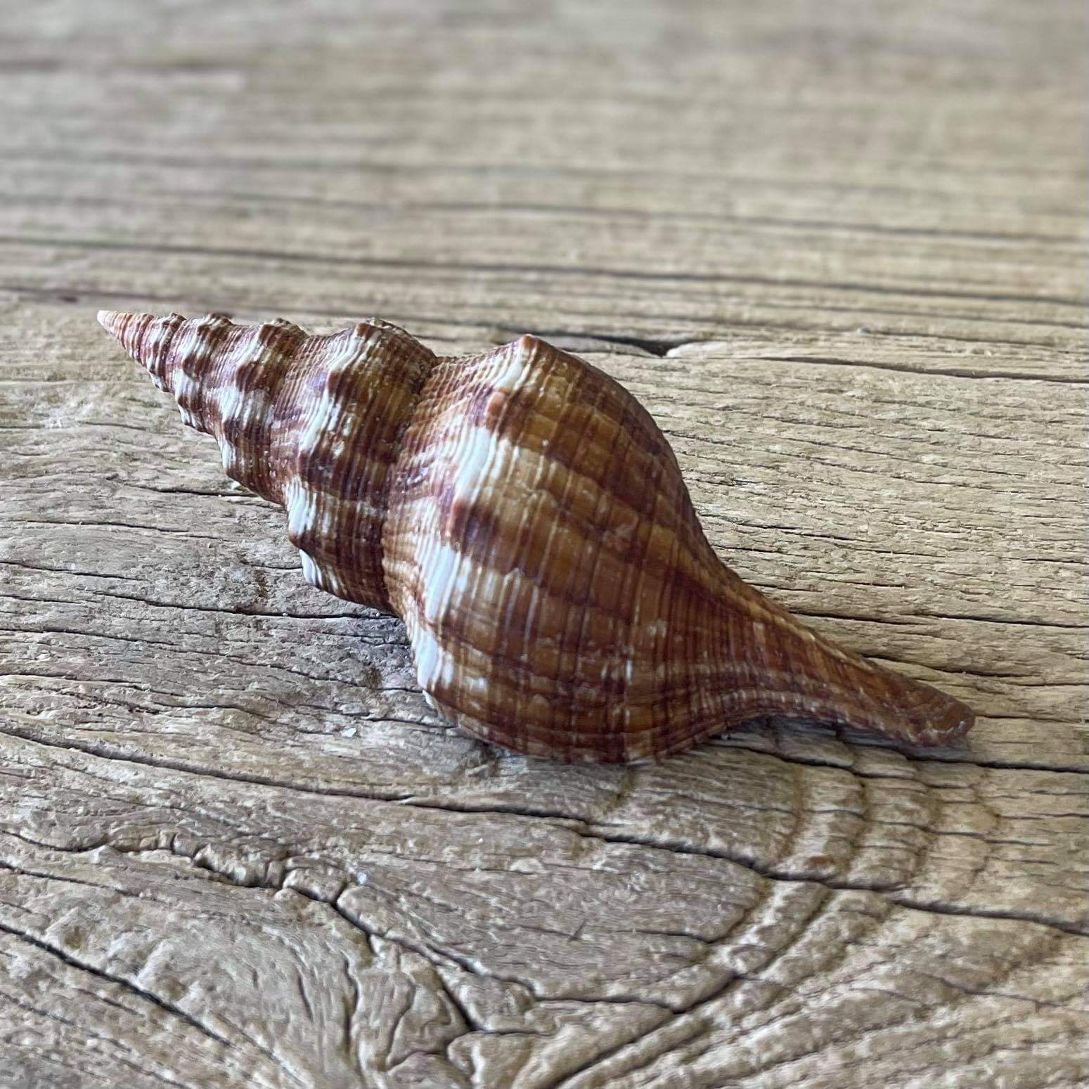 Filifusus filamentosa