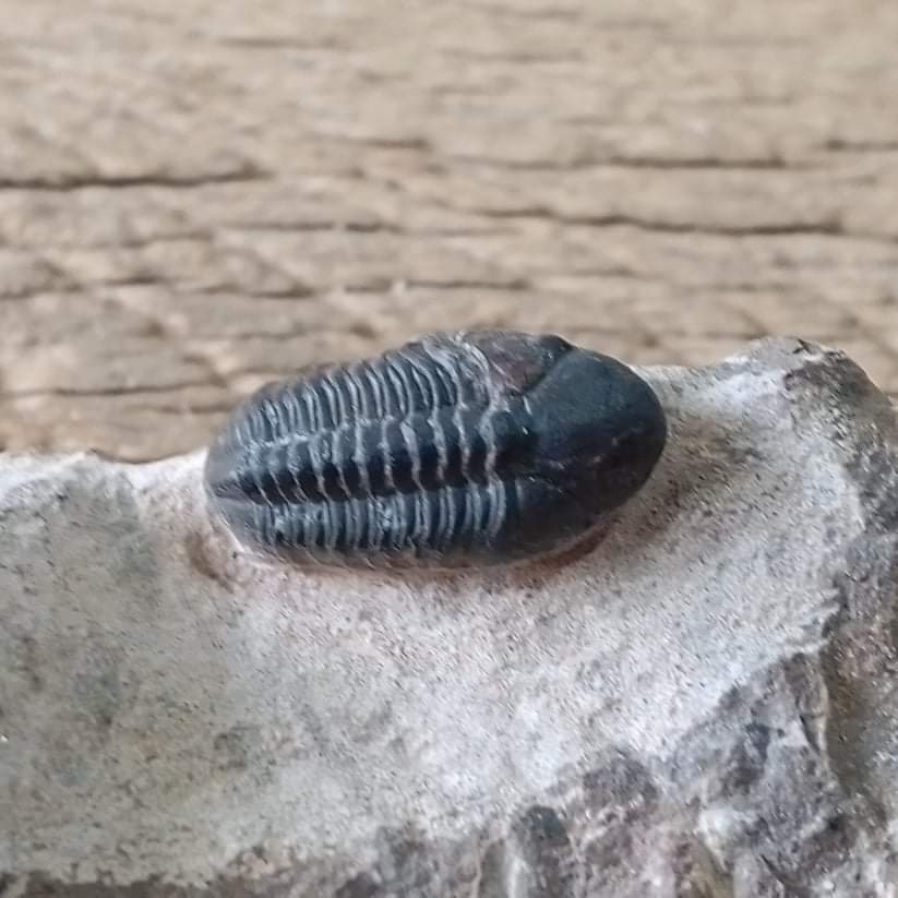 Harpes trilobite fossil