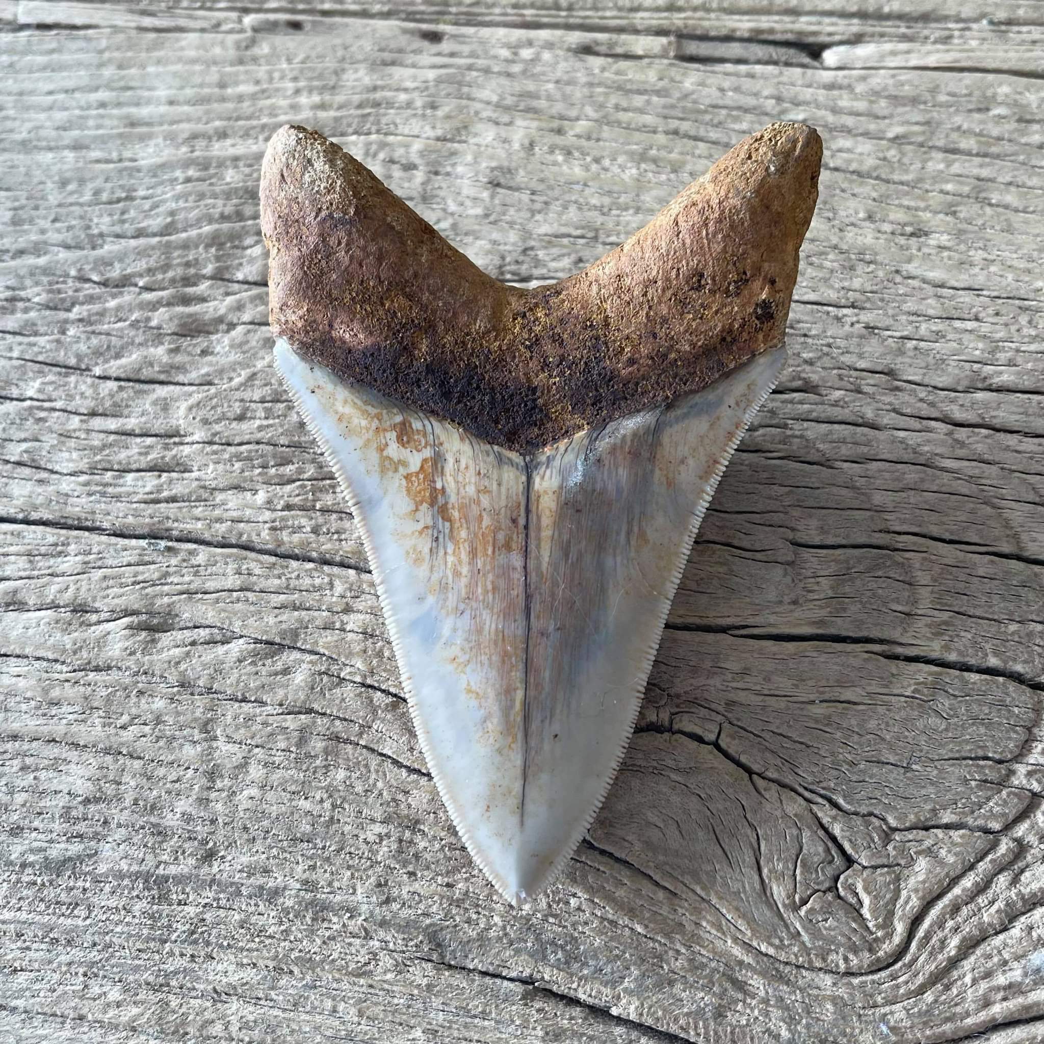 Megalodon tooth fossil