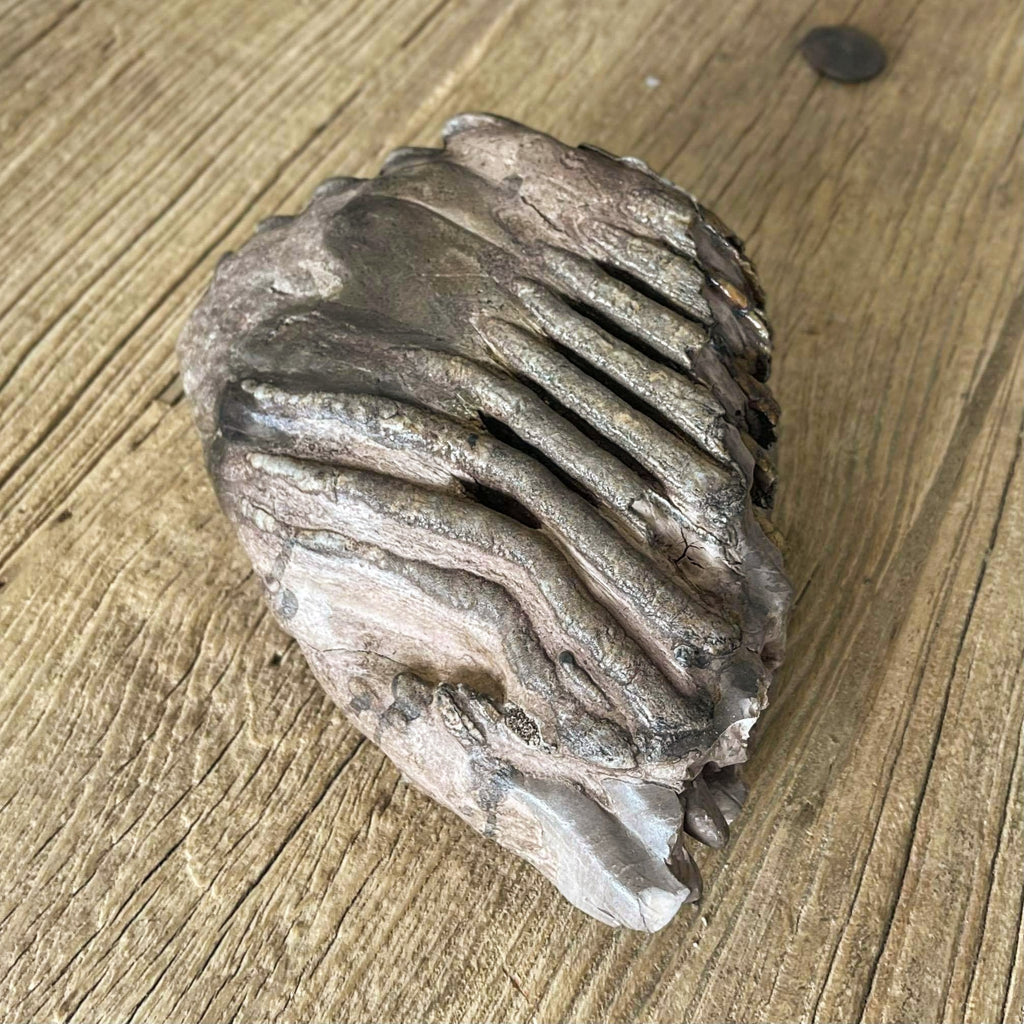 Stegodon tooth fossil
