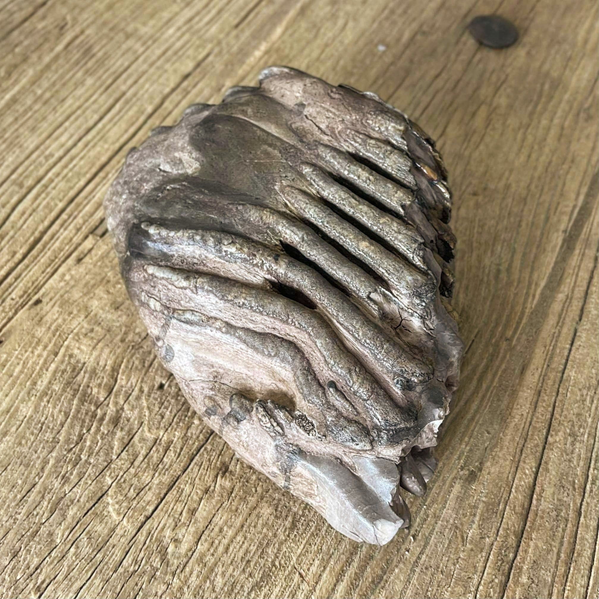 Stegodon tooth fossil