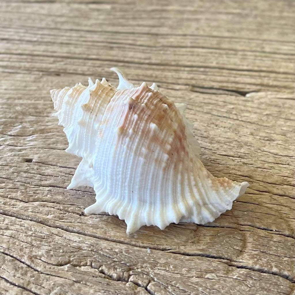 Bufonaria rana shell