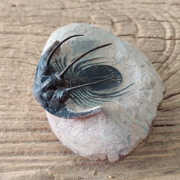 Kolihapeltis Trilobite fossil