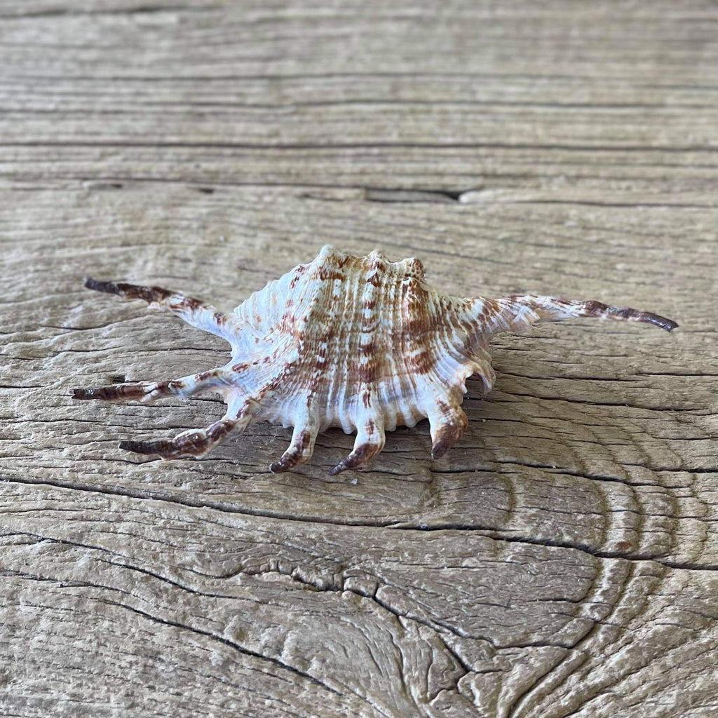 Scorpion spider shell