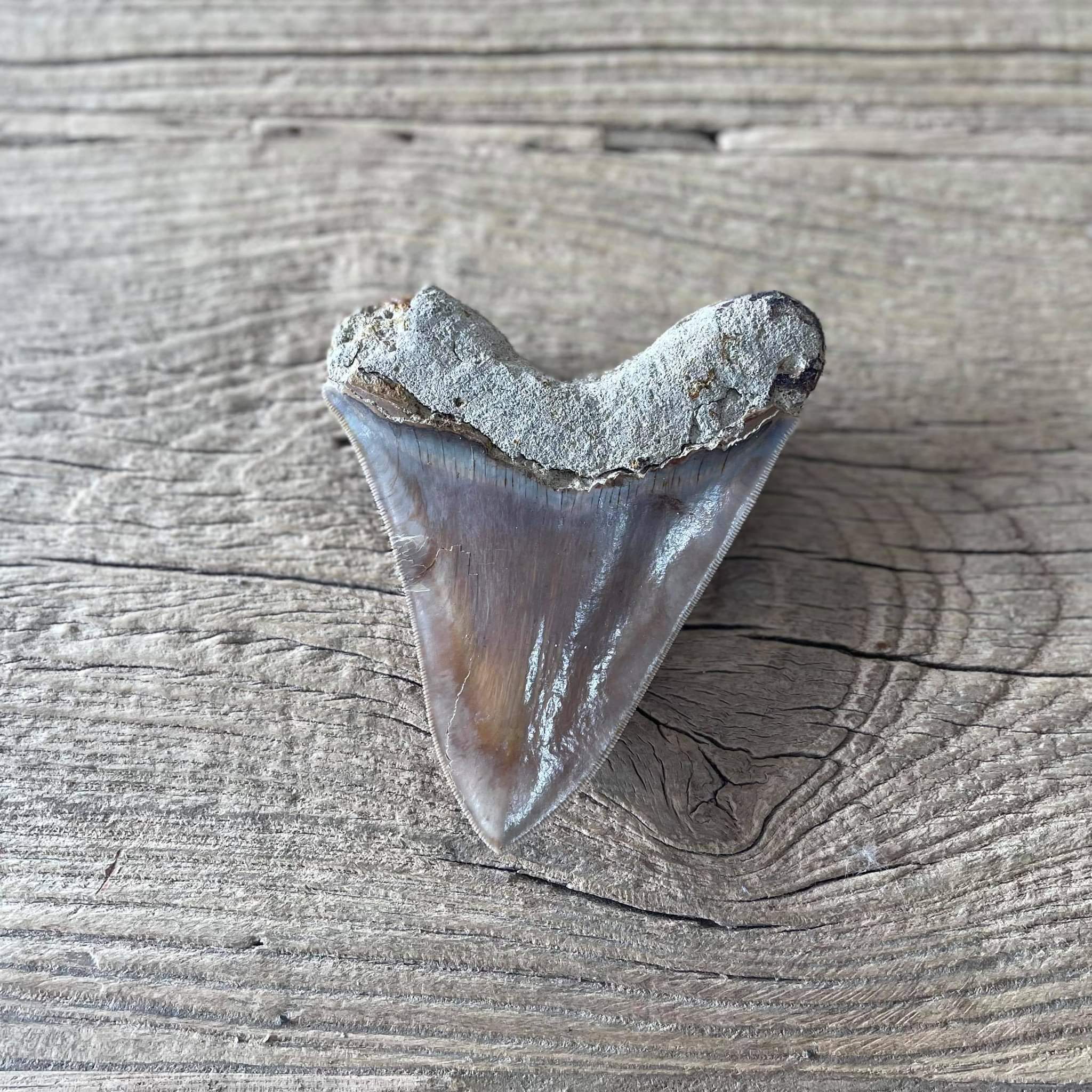 Megalodon tooth fossil