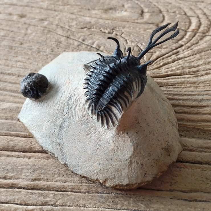 Walliserops trifurcatus Trilobite fossil