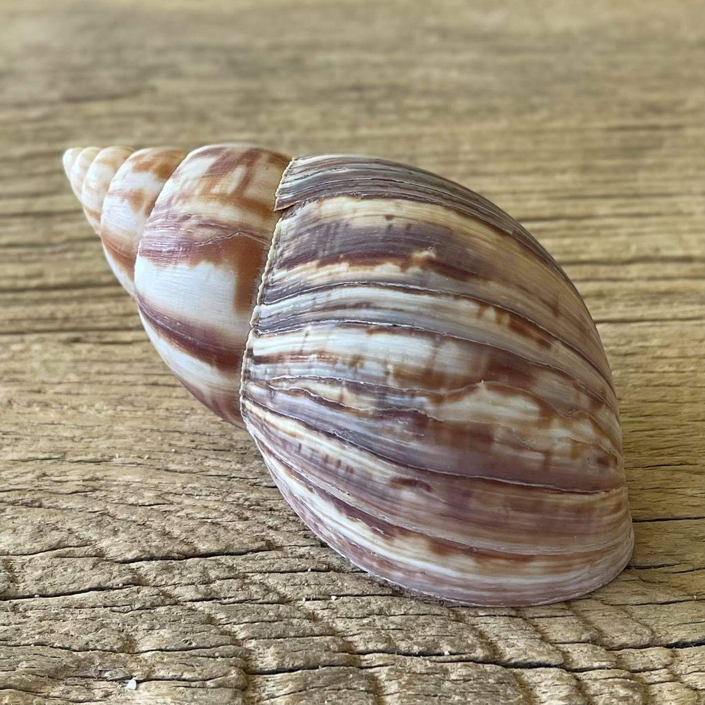 Achatina fulica shell