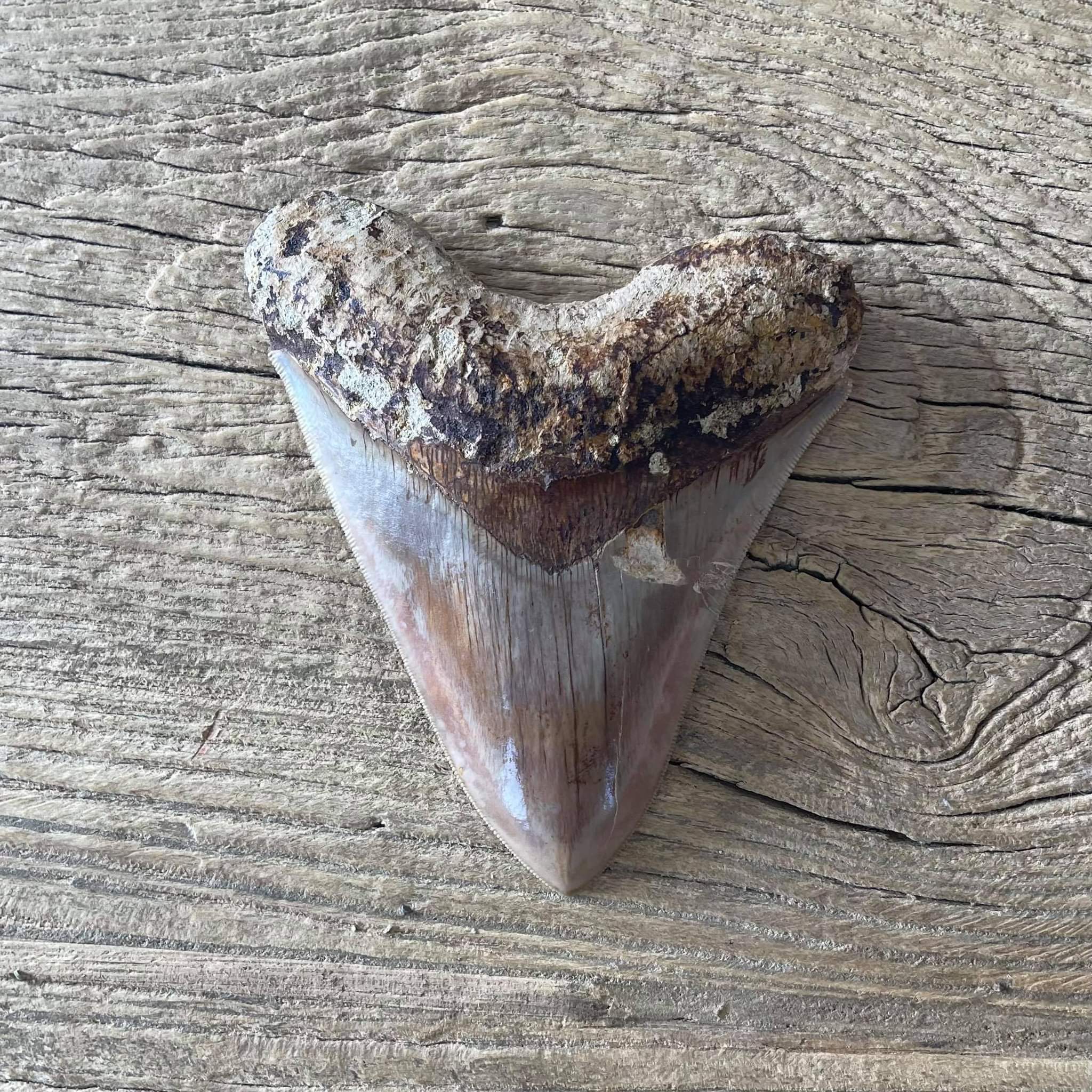Megalodon tooth fossil