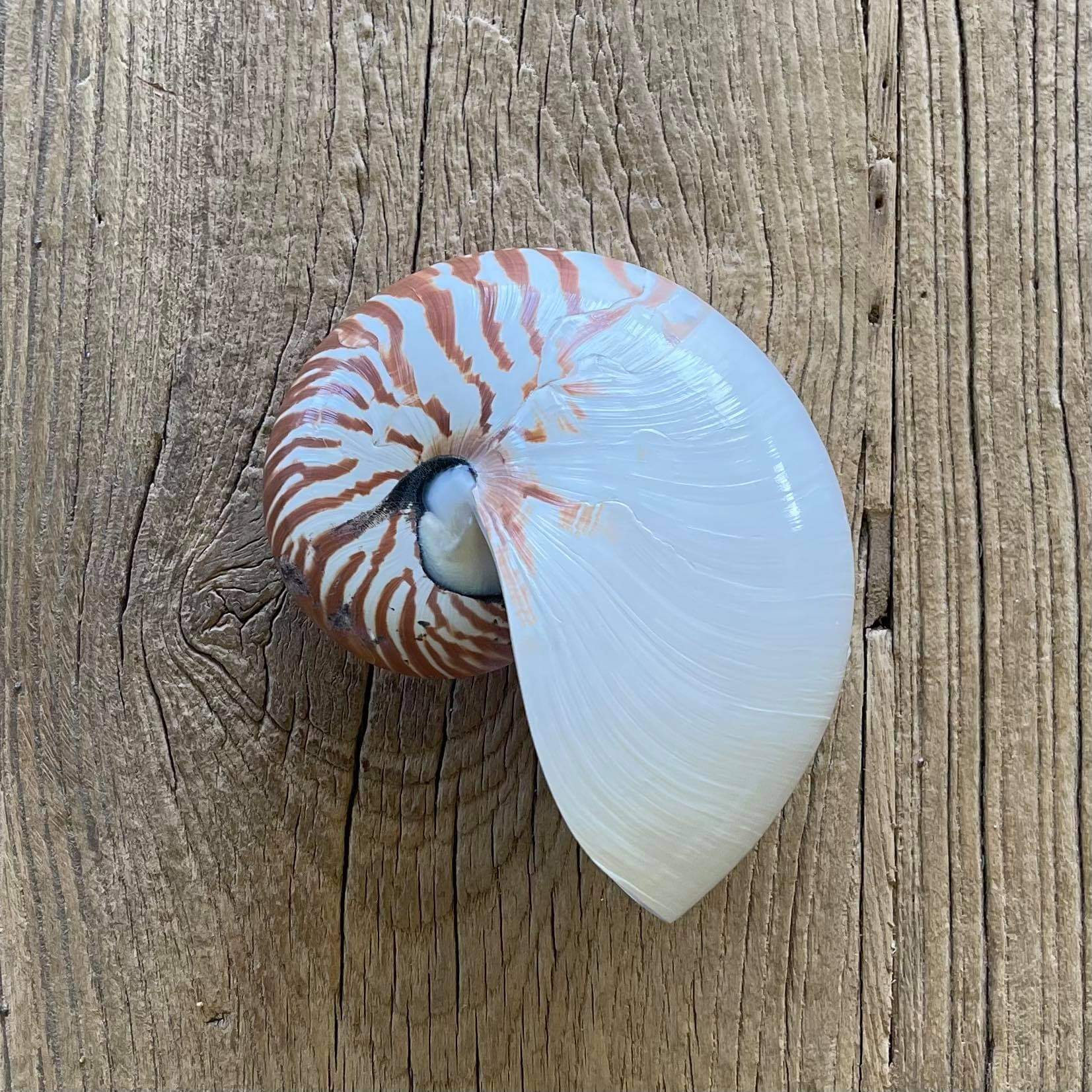 Nautilus shell