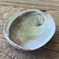 White abalone shell