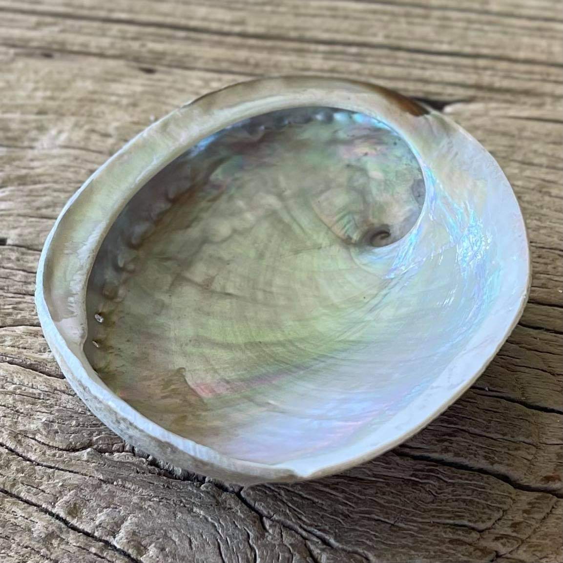 White abalone shell