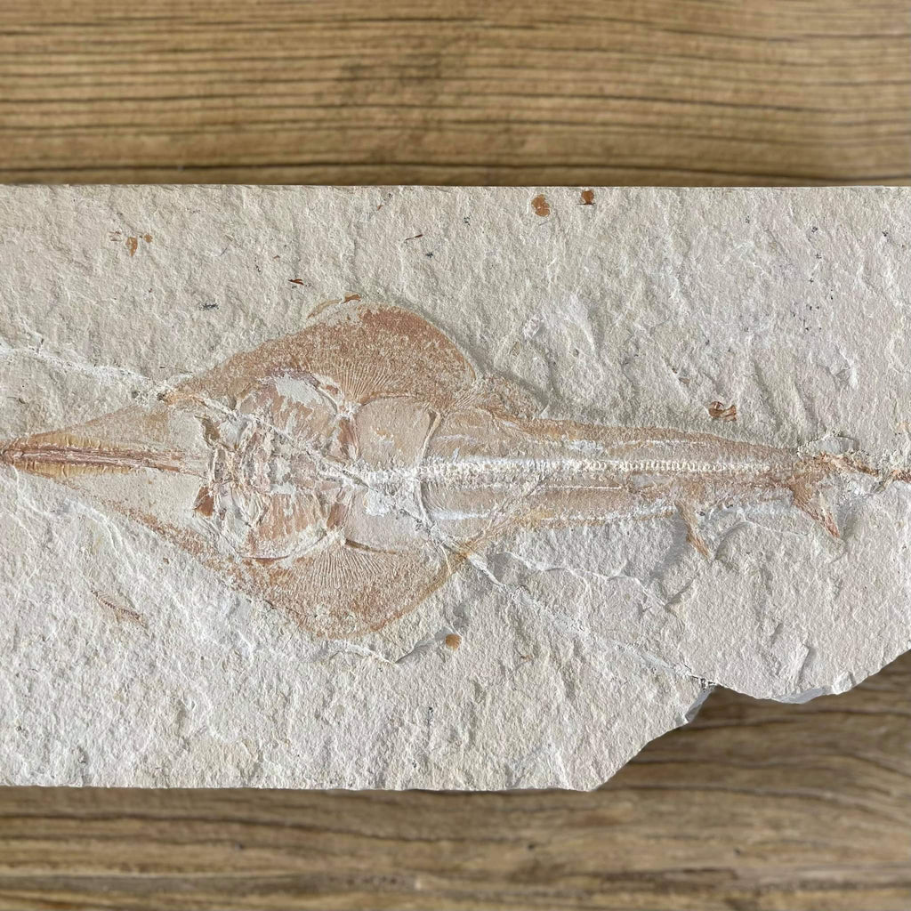 Rhinobatos fossil