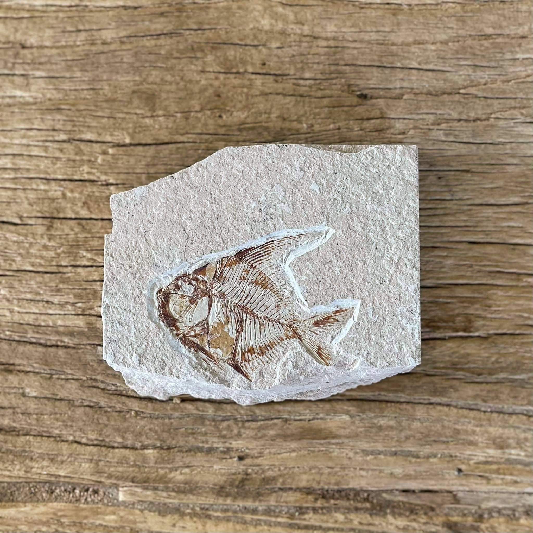 Aipichthys fossil