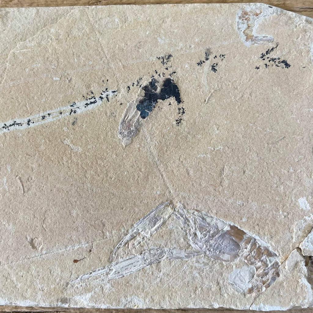 Pseudostacus fossil