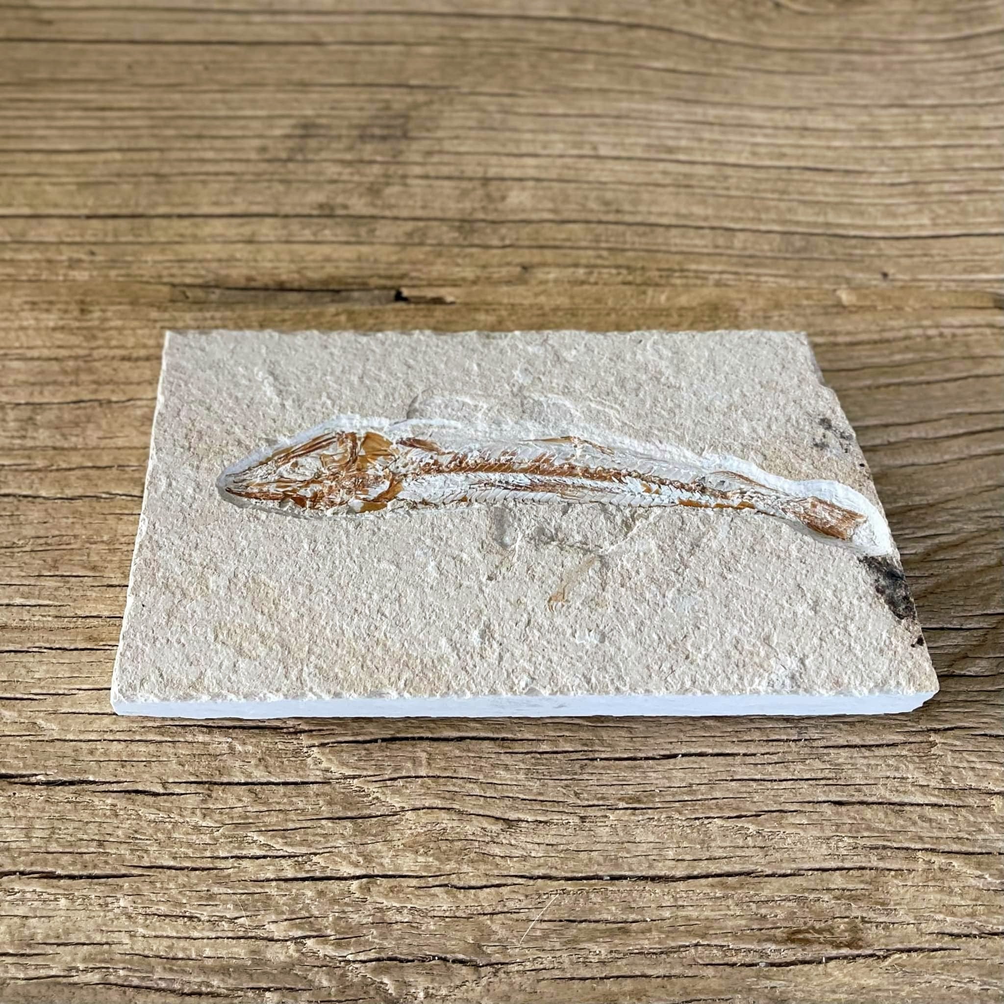 Prionolepis fossil