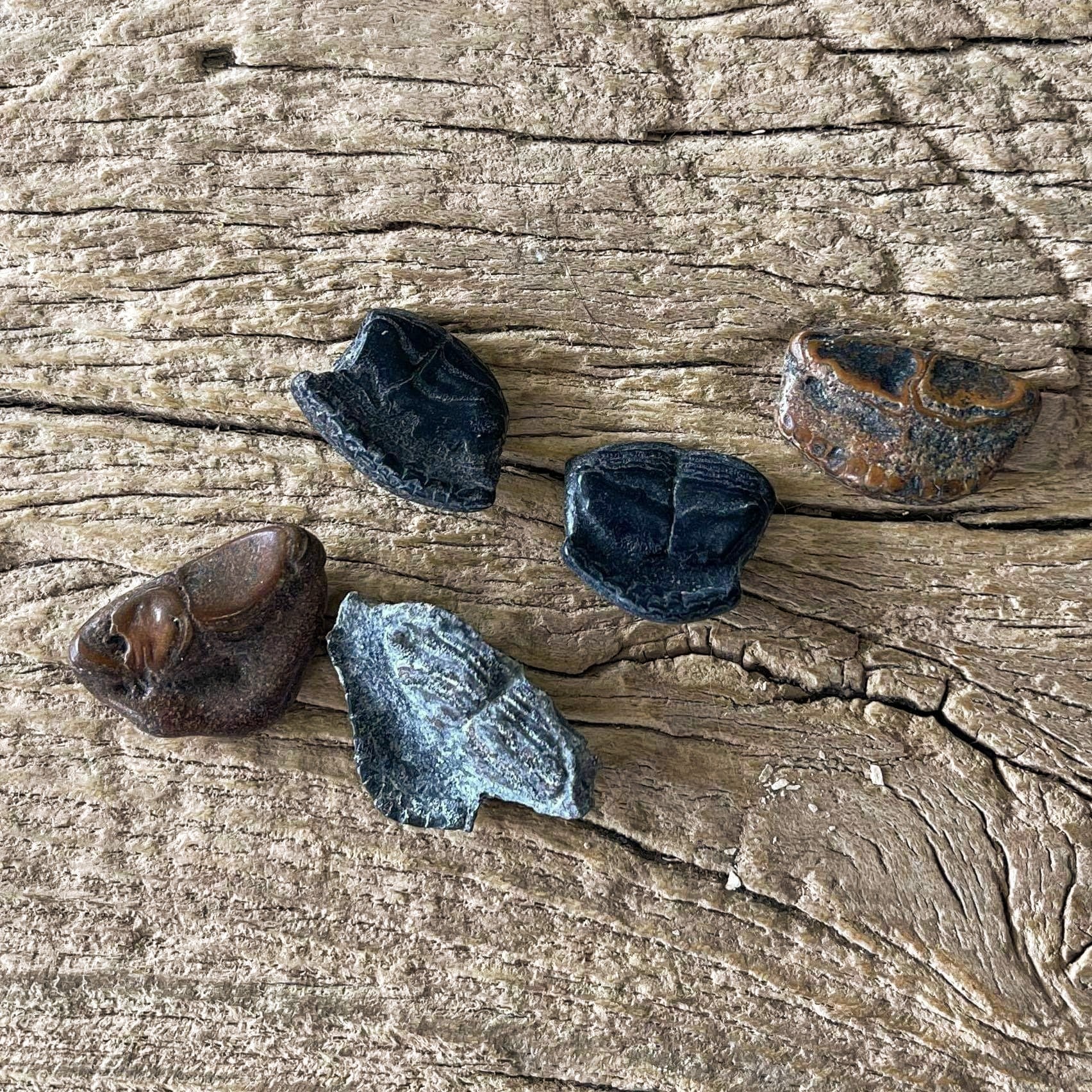 Parrotfish mouthplate fossils